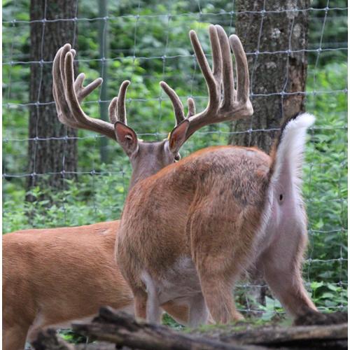 BREEDER BUCK FOR SALE - EASY MONEY! - 4 YR SON OF PAYDAY