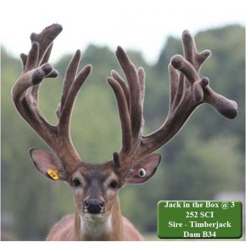 AUCTION - 1 Straw of JACK IN THE BOX !!! TIMBERJACK HERE!!!