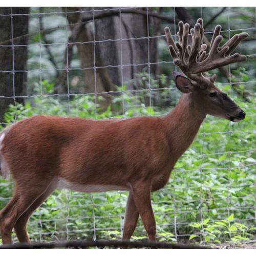 AUCTION - 1 SEXED MALE Straw of the Yearling - King Cash - Wow!