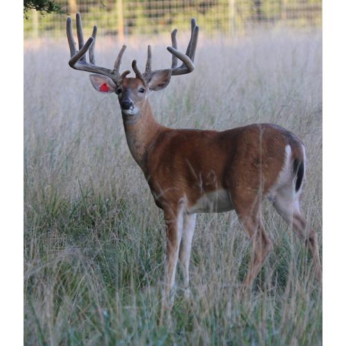 BREEDER BUCK FOR SALE - PERFECT PAYOFF - 2 YR  PAYOFF SON