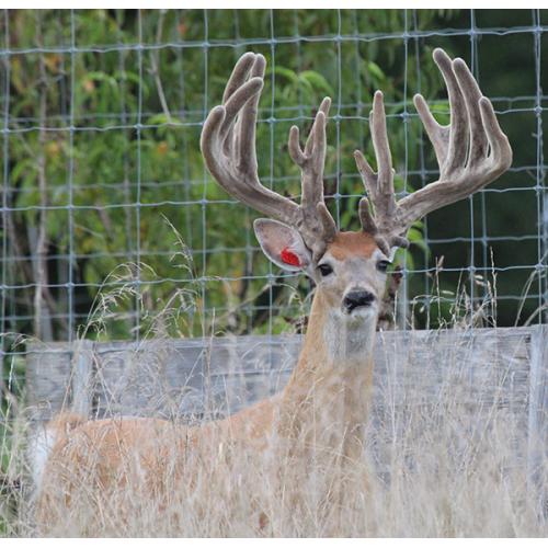 BREEDER BUCK FOR SALE - POWER PAYOFF - 2 YR  PAYOFF SON